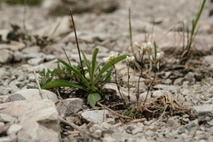 Arabis pumila