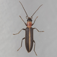 Oxycopis mimetica
