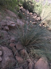 Hesperostipa comata