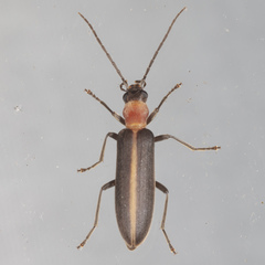 Oxycopis mimetica