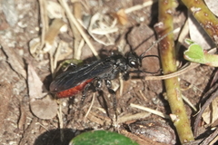 Priocnemis oregona