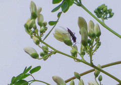 Sphictyrtus sumtuosus