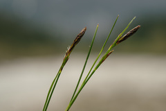 Carex mucronata