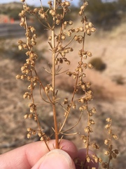 Artemisia campestris pacifica