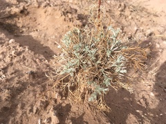 Artemisia campestris pacifica