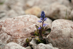 Polygala amara brachyptera