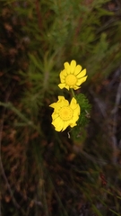 Euryops pinnatipartitus