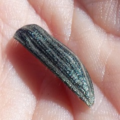Julodis fidelissima