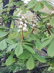 Aesculus hippocastanum