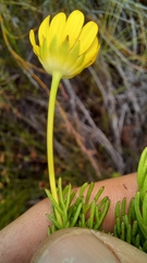 Euryops pinnatipartitus