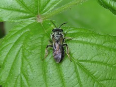 Andrena erigeniae