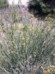 Coronilla juncea