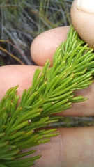 Euryops pinnatipartitus