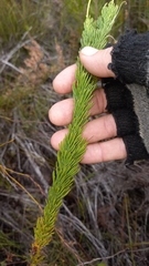 Euryops pinnatipartitus