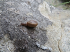 Helicodonta angigyra