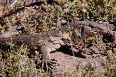 Varanus niloticus