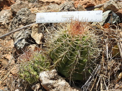 Melocactus harlowii