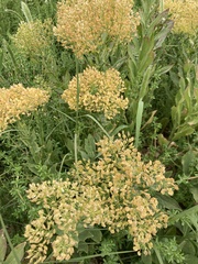 Lepidium chalepense