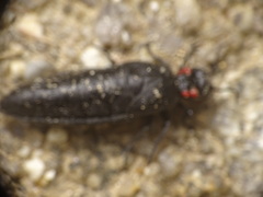 Physomeloe corallifer