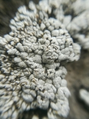 Alyxoria sierramadrensis