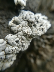 Alyxoria sierramadrensis