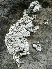 Alyxoria sierramadrensis