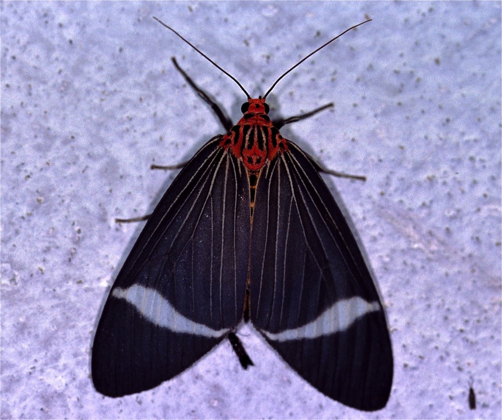 Caryatis