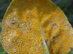 Rossmanomyces pyrolae