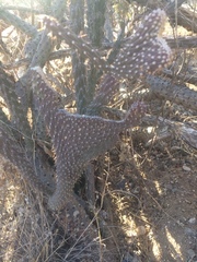 Cylindropuntia thurberi versicolor