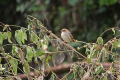 Cisticola cantans