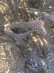 Cylindropuntia thurberi versicolor