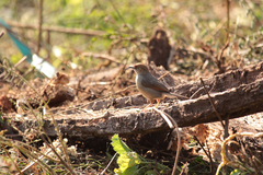 Cisticola cantans