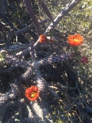 Cylindropuntia thurberi versicolor