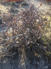 Cylindropuntia thurberi versicolor