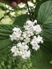 Viburnum wrightii
