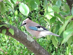 Garrulus glandarius