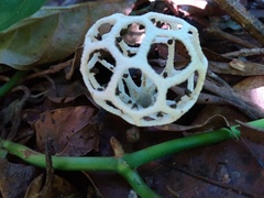 Clathrus chrysomycelinus