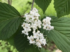 Viburnum wrightii