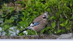 Garrulus glandarius