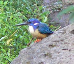 Alcedo semitorquata