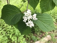 Viburnum wrightii