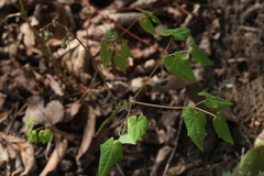 Epimedium pubigerum