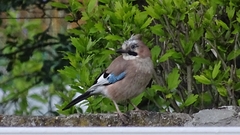Garrulus glandarius