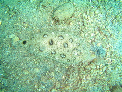 Heteromycteris hartzfeldii