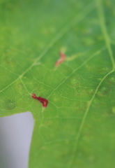 Macrodiplosis majalis