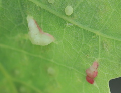 Macrodiplosis majalis