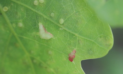 Macrodiplosis majalis