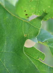 Amphibolips nubilipennis