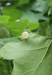 Amphibolips nubilipennis