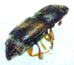 Carpophilus discoideus